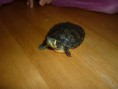 /album/fotogaleria/stiahnut-1-jpg/